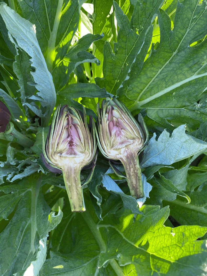 Carciofo tagliato S'Isca