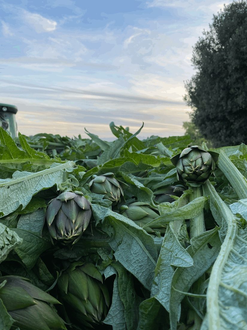 Carciofi in campo S'Isca