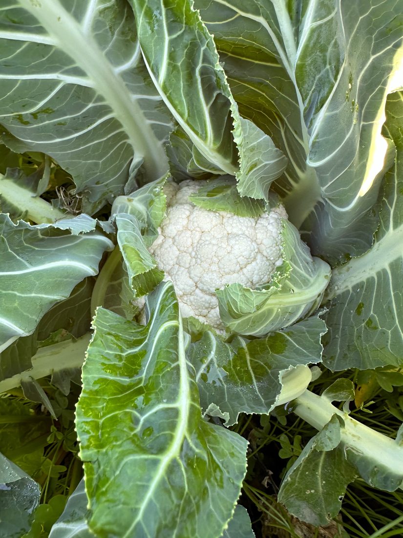 Cavolfiori S'Isca