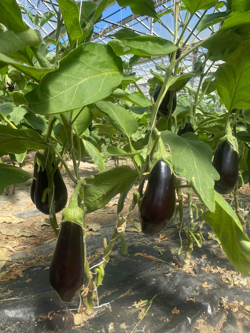 Melanzane S'Isca