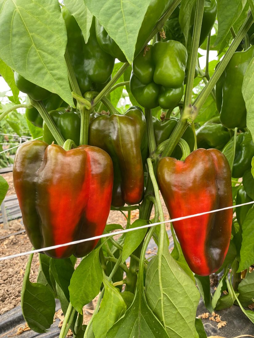 Peperoni S'Isca
